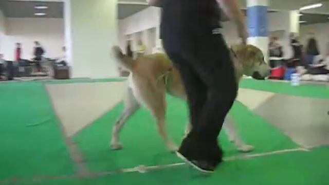 СПб моно САО 13.11.16. СУКИ ЮНИОРЫ смотреть онлайн