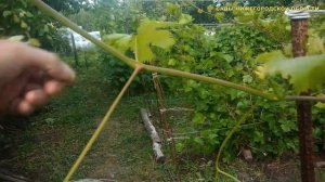 Уход за виноградом летом