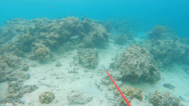 SOBREVIVIENDO EN UNA ISLA Usando SOLO UN ARPÓN – SIN COMIDA Y SIN AGUA смотреть онлайн
