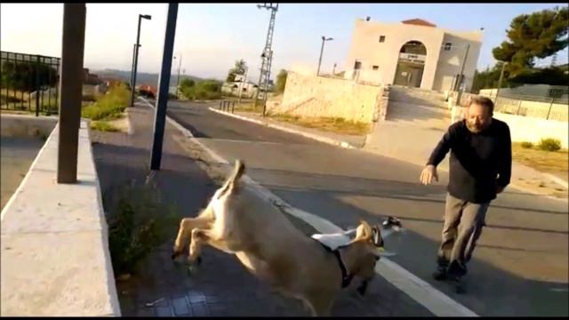 Мы прыгаем анахну кофцим אנחנו קופצים смотреть онлайн