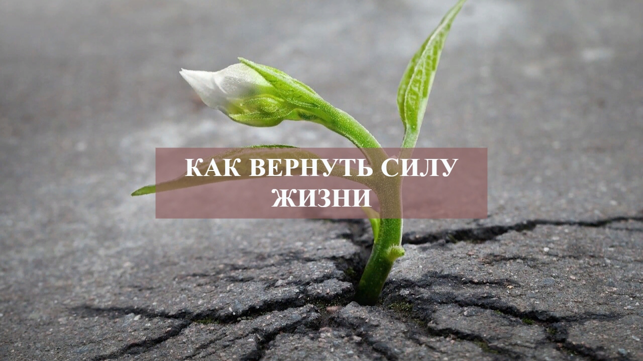 Life without spring. Сила жизни. Вернуть силу. Жизненная сила растений.