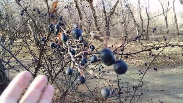 #Осенниеягоды #Шиповник черный Шиповник красный #Барбарис #Кизильник #ПОДНИМАЕМ #ИММУНИТЕТ смотреть онлайн