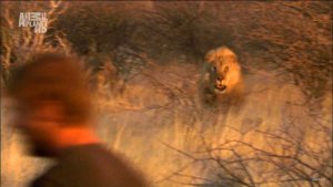 Animal Planet HD Advert 2012 1080p