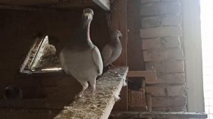 ПОЧТОВЫЕ ГОЛУБИ КАК ОНИ СИДЯТ НА ЯЙЦАХ.