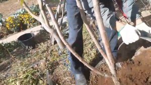 Груша. Почему чернеют листья. Борьба с болезнью.