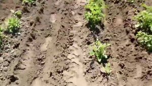 кентавр т 24 окучивание