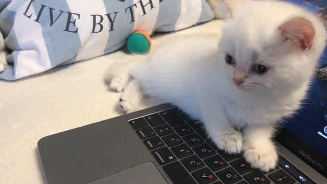 ☝️??ПРИВИВКИ КОТЯТАМ,КОГДА????ПОСЛЕДСТВИЯ?ЗОЛОТАЯ ШИНШИЛЛА КОШКА?