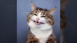 СМЕШНЫЕ КОТИКИ!