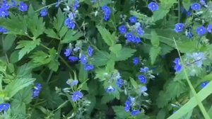 Колдовство с травами. Травничество.