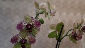 Револьверный, и другие типы цветения орхидей.