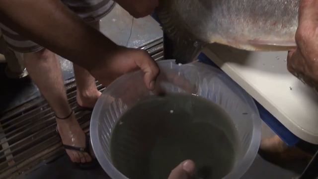 Бурый Паку. Новый объект аквакультуры на акваферме