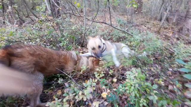АЛЬМУХИ смотреть онлайн