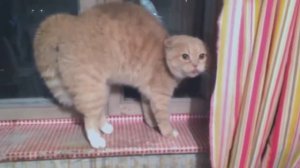 Рыжый кот напуган