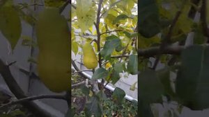 Прививка груши, обзор спустя три года Первый урожай