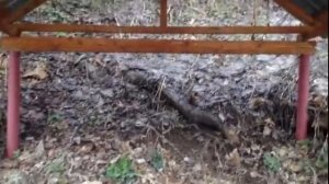 Родник в селе Сколково