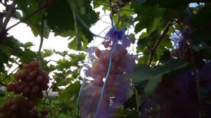 Пасынковый урожай (Финал).