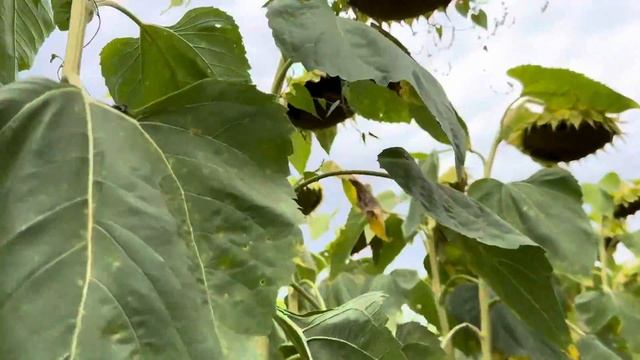 Подсолнечник 50ц. 2023. Кировский конный завод». Телеграмм: Фугустим AGROnews смотреть онлайн