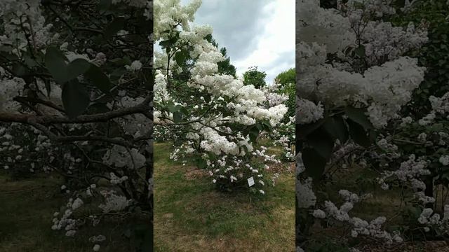 Сиринга-цветение.