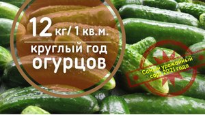 СЕНСАЦИЯ - Гирлянды огурцов! Самый урожайный сорт 2021 года. Этот огурец завалит урожаем!