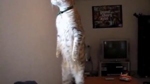 Кот стоит на двух лапах(Cat stands on two legs)