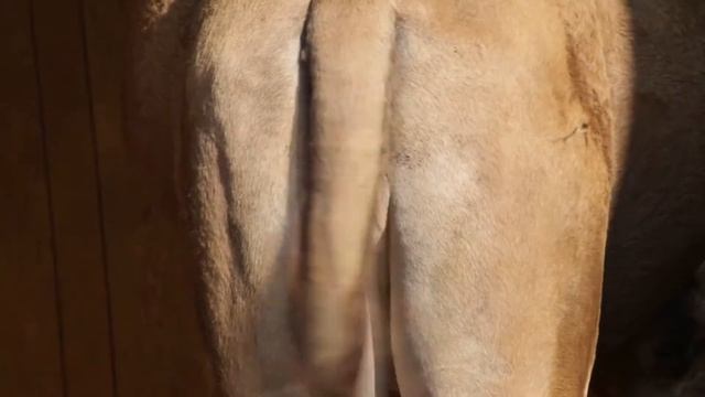 Yerevan Express "Kamelgeflüster" flamenco oriental klezmer (official music video) смотреть онлайн