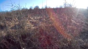 Где сидит фазан. Места обитания фазана.