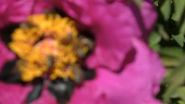 Дарю Весну!!! Цветут пионы. Рeony! смотреть онлайн