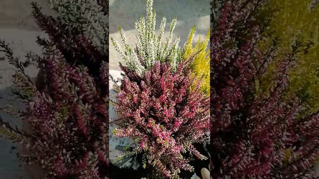 Calluna Vulgaris | HOW TO REPOT AND LOOK MORE BEAUTIFUL YOUR PLANTS ? by Liza Mejer #shorts