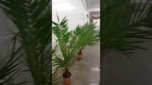 пальма финик канарский