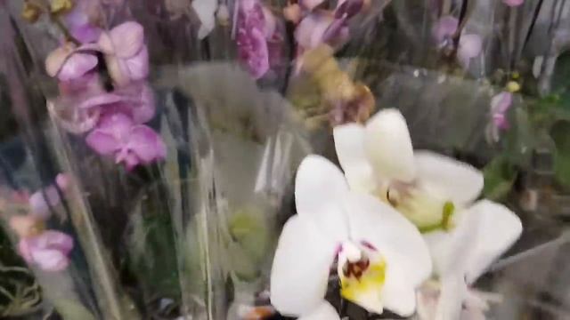 Потрясающие ОРХИДЕИ в КАСТОРАМА Rome Melody Charmer Orchids ORCHID Орхидея ОРЕНБУРГ Обзор ОРХИДЕЙ смотреть онлайн