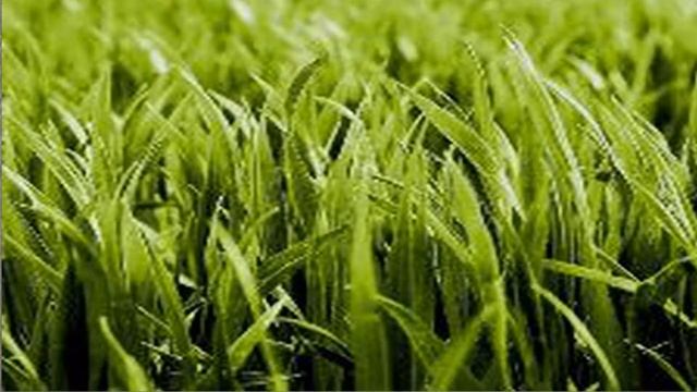 КАКИЕ ПОДКОРМКИ НУЖНЫ УЛИТКАМ И ДЛЯ ЧЕГО ОНИ? смотреть онлайн