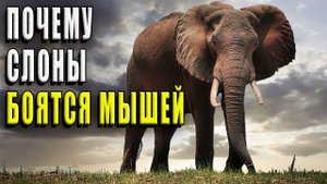 Почему слоны боятся мышей?