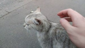 Глажу красивого серо-белого кота и он урчит...