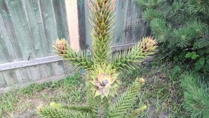 Араукария чилийская