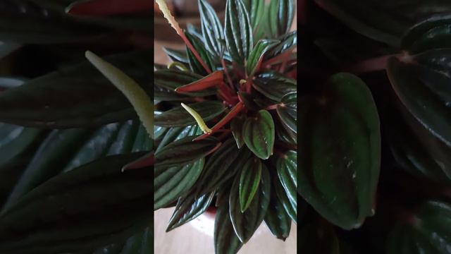 Peperomia Caperata o Cola de ratón #plantas #plantasdecasa #flowers смотреть онлайн
