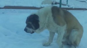 АЛАБАЙ против РОТВЕЙЛЕРА ! КТО СИЛЬНЕЕ ?