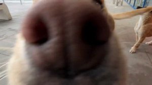 Первый день в Сербии. Шоппинг. Пожарная тревога в IKEA Белград. Приезд Личи.