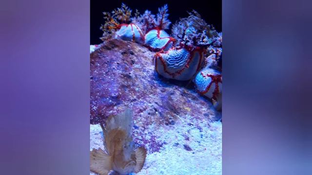 Recenze a video Mallorca - hotel Mix Alea 3* od paní Ivany ze srpna 2021🤔🙂 смотреть онлайн