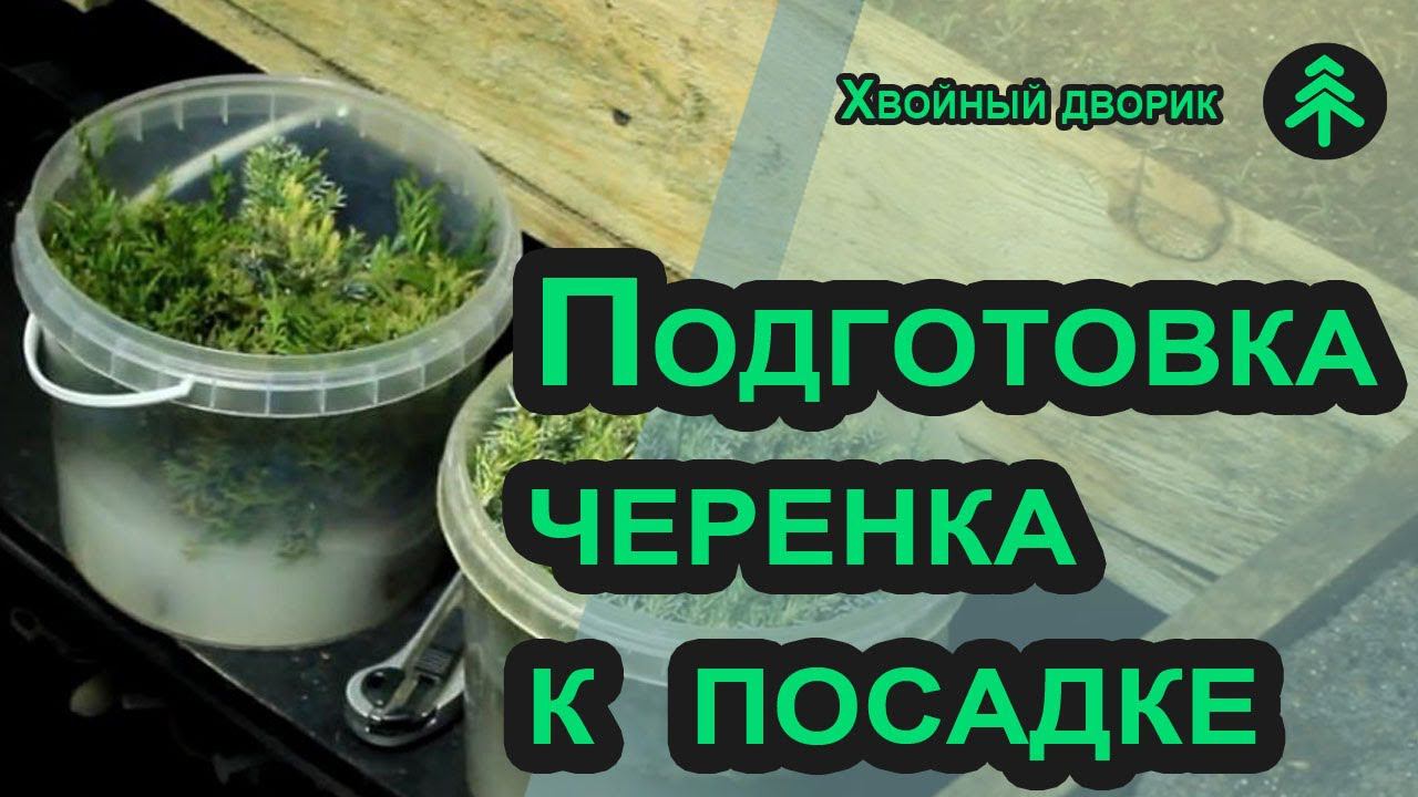 Как черенковать хвойные? Как нарезать, как подготовить и как замачивать черенки туи и можжевельника