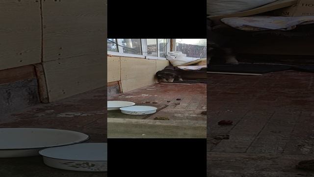 боб_тявк[1]