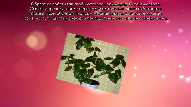 Как ухаживать за гибискусом смотреть онлайн