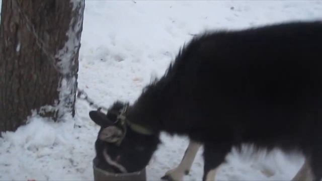 Выпускаем коз зимой покушать на улице побегать-размяться.