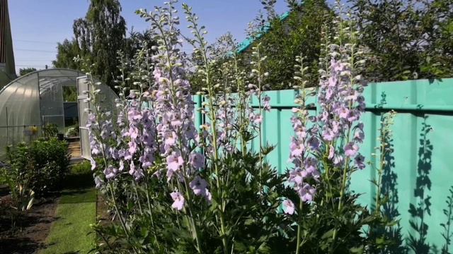 Розы весенней посадки 2024 смотреть онлайн