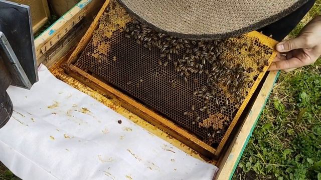 Работа с пчелами весной 12-ая неделя. Поверка на засев. смотреть онлайн