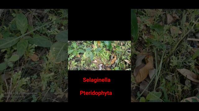 Selaginella ❣️❣️❣️. Pteridophyta. @LearnerofBOTANY смотреть онлайн