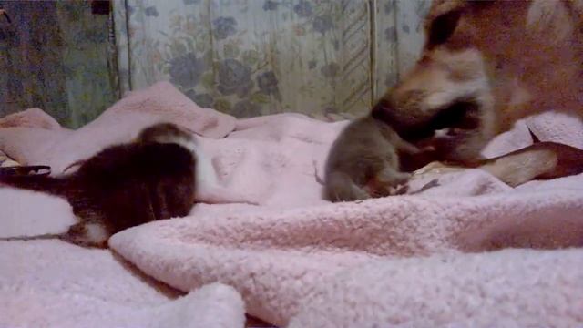 Новорожденные выброшенные на помойку котята