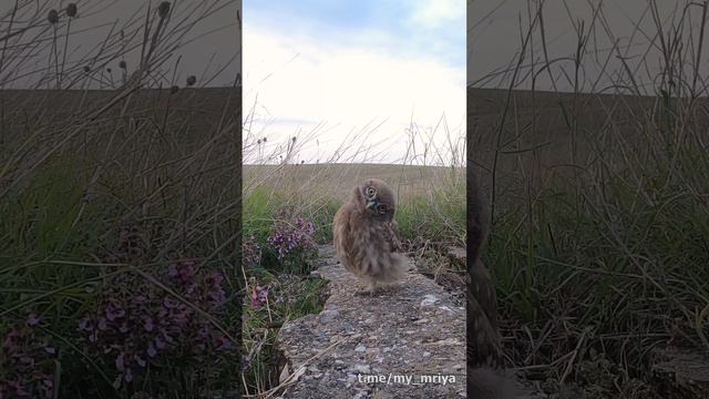 🦉 Одноногий вертиголов.