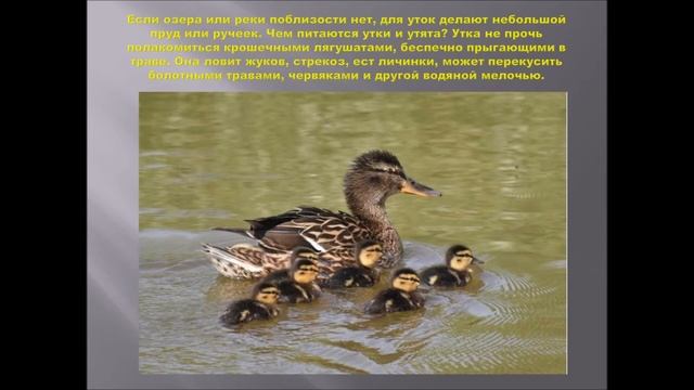 Виртуальная экскурсия "Домашние птицы" смотреть онлайн