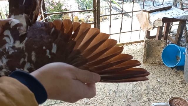 Продаются Благодарненские Голуби. № Телефон - 8 918 750 18 43 Олег. смотреть онлайн