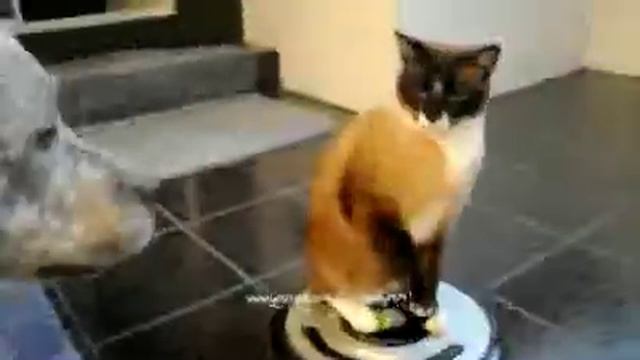 кот не любит собак,прикол!!! смотреть онлайн